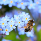 Światowy Dzień Pszczół – kiedy obchodzimy?