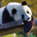 Panda Wielka – ciekawostki z okazji Dnia Pandy