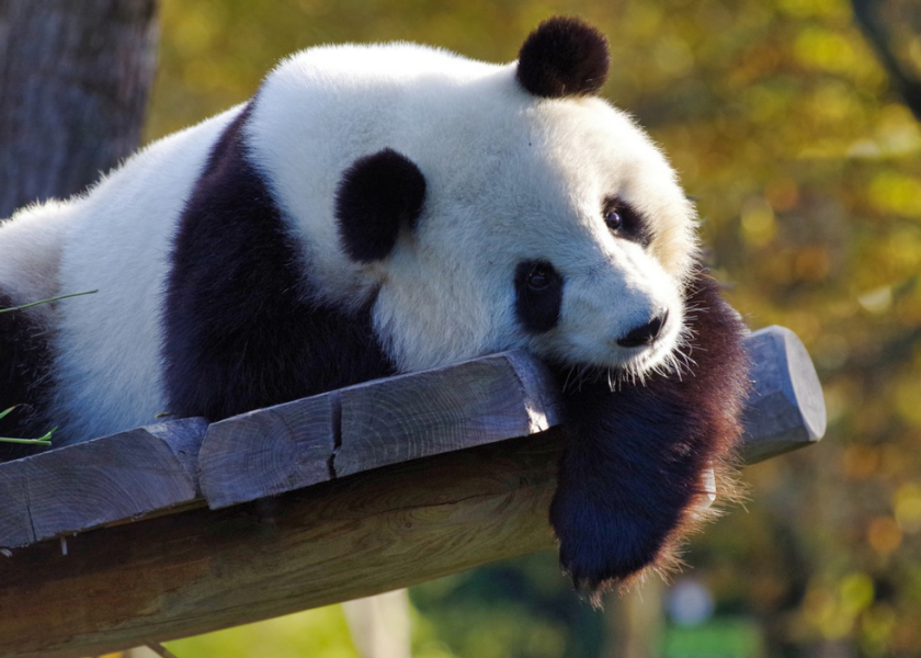 Panda Wielka – ciekawostki z okazji Dnia Pandy