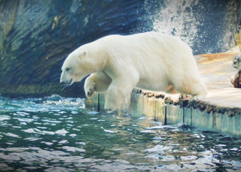 Czy warto chodzić z dzieckiem do ZOO?