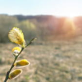 Pierwsze oznaki wiosny. Czego wypatrywać z dziećmi podczas spacerów?