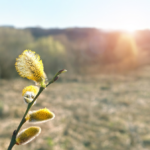 Pierwsze oznaki wiosny. Czego wypatrywać z dziećmi podczas spacerów?