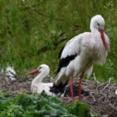 Bociany już wracają! Gdzie naprawdę są ich „ciepłe kraje”?