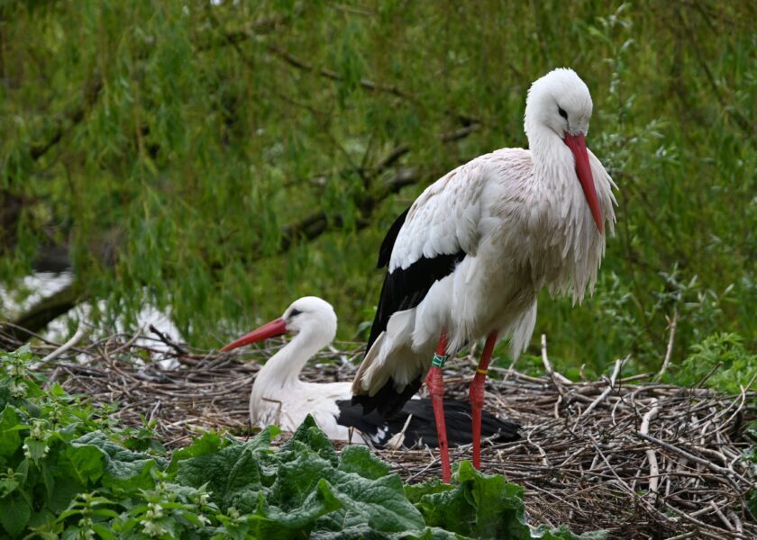 ????,,Stork,,Cigüeña,?,??????