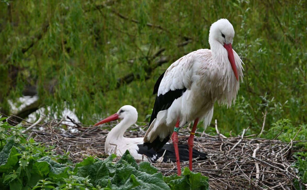 ????,,Stork,,Cigüeña,?,??????
