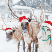 Jakie imiona noszą renifery Świętego Mikołaja?