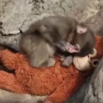Mała małpka tuli pluszaka jak mamę. Internet oszalał na jej punkcie!
