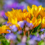 Czym się różni wiosna kalendarzowa od astronomicznej?